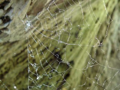 What a web you weave